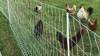 Young roosters fighting over hen.