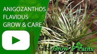 Anigozanthos flavidus  - grow & care (Kangaroo paw)