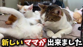The kittens have a new mom