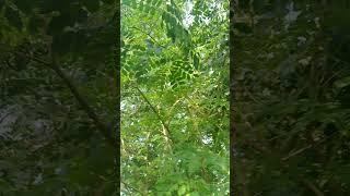 The Shak Shak Tree