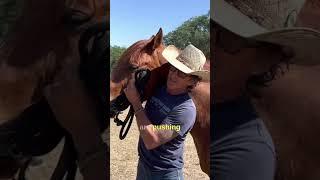 How To Properly Halter Your Horse #horse #horsecare #halter #rein #horseriding #horsemanship