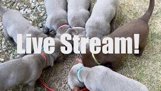 Lab Puppies LIVE STREAM ! Puppy Cam Aug 24 !