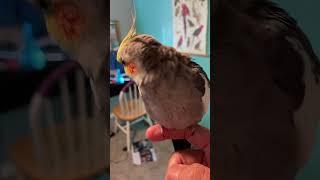 Fluffy Bird! #shorts #short #birds #animals #pets #tiktok