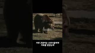 호랑이와 불곰이 맞짱 뜬 결과