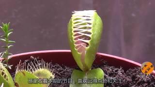 好多人给捕蝇草喂苍蝇，能活的久才怪，大部分都是被主人撑死的