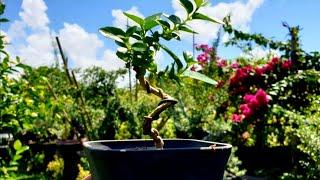 How To Make A Bonsai Tree #bonsai #plants #bonsaitree