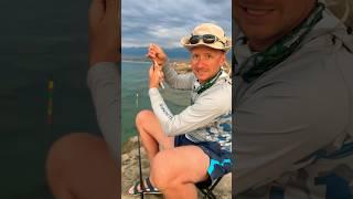 Рыбалка на Иссык-куле. Ловим чебака. #gofishing #fishing #форель #чебак #чебачёк