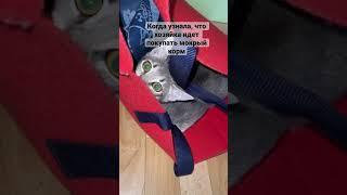 Когда узнала, что хозяйка идет покупать мокрый корм