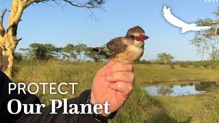 Protect our Planet | Conservation in Action | Bird Ringing