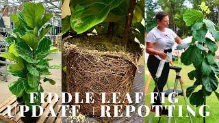 Fiddle Leaf Fig UPDATE + Repotting (Watch THIS) | Ficus Lyrata