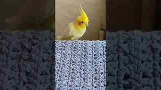  #cockatiel #birds #parrot #cute #funny #mabirdcare #cuteparrot #talkingparot #cutebird #pets #fpyシ