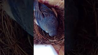 Mama Bluebird Enjoying the Rain!