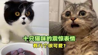 宠物解说：十只猫咪的震惊表情，有八个很可爱？