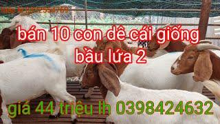 bán bầy dê giống Boer lai bầu lứa 2 10 con giá 44tr lh 0398424632