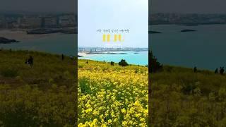 유채꽃 실시간 개화현황 | 03.23일 기준 #제주여행 #데일리멜리 #유채꽃 #koreatravel #travelkorea #jejuisland