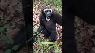 owa jawa / siamang ‼️