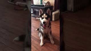 Animalsdt  husky responds to owner asking if he loves him