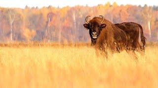 EUROPEAN BISON wild animals in autumn