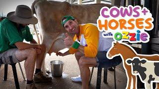 Cows and Horses! Learn All About These Farm Animals | Educational Video for Kids