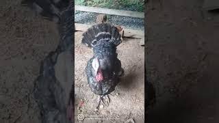 I'm actually.... #farmlife #petturkey #chocolate #followme #shorts #hesfun #hescute #life #family