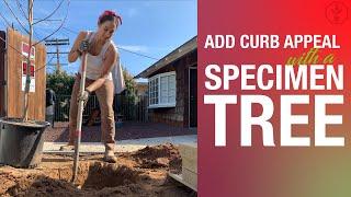 Adding curb appeal to your front yard  | Sara Bendrick