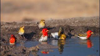 The Red headed Weaver is a small, brightly colored bird found in sub Saharan Africa