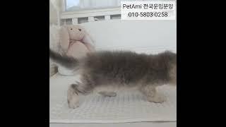 잠실고양이분양 브리티쉬숏헤어분양  #고양이분양 #고양이 #브리티쉬숏헤어분양 #브리티쉬숏헤어 #브리티쉬 #브숏분양 #동탄고양이분양