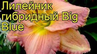 Лилейник гибридный Биг Блю. Краткий обзор, описание характеристик hemerocallis Big Blue