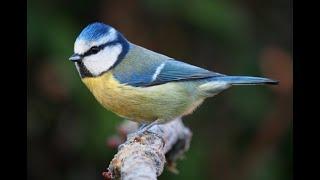 The blue tit 1h bird sound