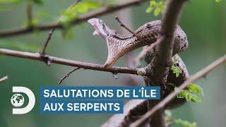 Salutations de l'Île aux Serpents | IP PLAN 2024