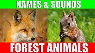 Forest Animals Video for Kids - Children Learn Forest Animal Sounds and Names | Kiddopedia