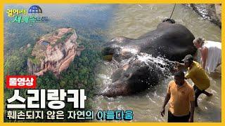 [걸어서세계속으로Full] 인도양의 진주로 불리는 곳 '스리랑카' 여행 Trip to Sri Lanka (KBS_20201212)