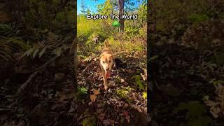 Exploring The Woods With The Dogs   #shortsvideo #shorts #dogs #hikingwithdogs