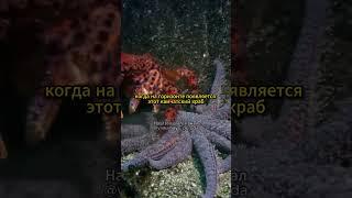 Бессмертная морская звезда!