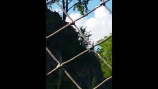 Ospreys at the beach