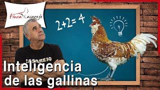 ¿Son inteligentes las gallinas?‍