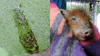 Piglet rescued moments from drowning.