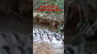 Ducks having Fun #shorts #youtubeshorts #goviral #nature #love