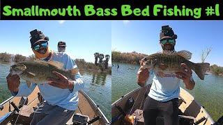 Lake Mohave Smallmouth Bass Bed Fishing #1
