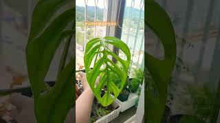 4개월만에 나온 잎! 번식성공 첫 잎인데 크기가 한뼘#shrots #쇼츠 #식물 #힐링 #plants