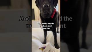 Dog deals with a sickness spreading throughout his household…