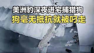 美洲豹深夜进入住宅捕猎家狗，狗毫无抵抗就被叼走捕猎，速度真快