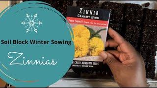 Zinnias, Soil Block Winter Sowing #soilblock