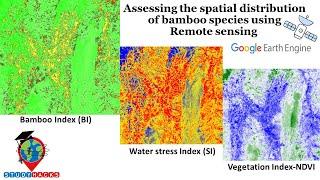 Assessing the spatial distribution of bamboo species using remote sensing in Google Earth Engine