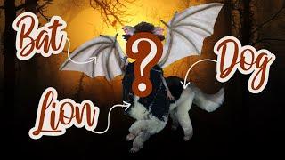 THREE animals in ONE! | Monstrous Halloween doll | Astral Chimera