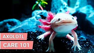 How Axolotls Make Great Pets | Axolotls Care Guide