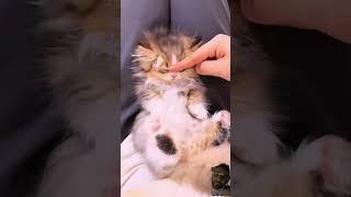 #cat #kitten #cute #pets #catlover #funnypets #petparadise #viralvideo #bestpetvideos #cutepets