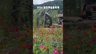 2024 평창백일홍축제
