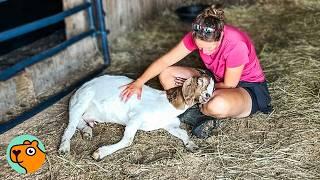 Woman Saved The Tiniest Goat. Watch Her Roam The Farm | Cuddle Buddies