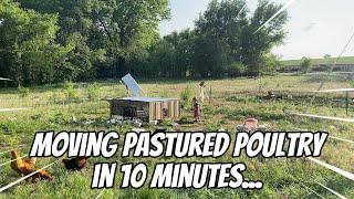 Moving 50+ Pastured Chickens in 10 minutes - Raising Meat Birds - E04